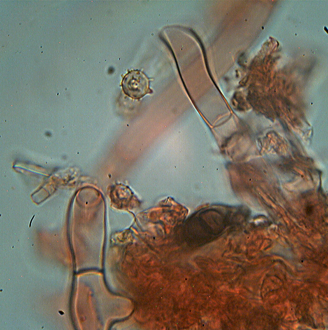 Botryobasidium isabellinum... un 